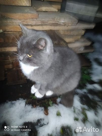 Котята. Метисы