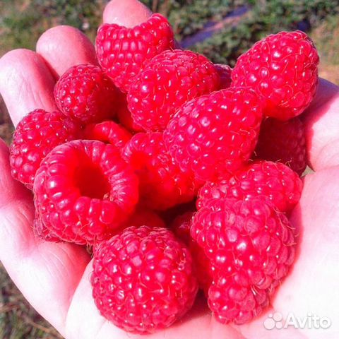 Саженцы малины