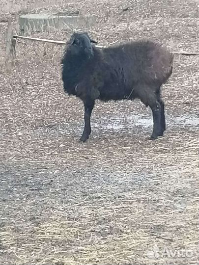 Баран на племя