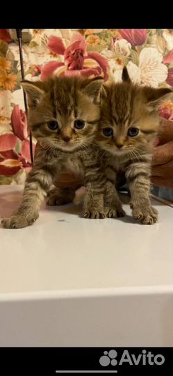 Шотландская