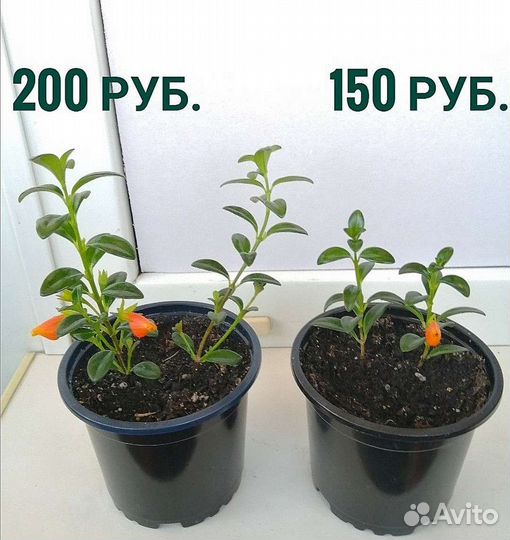 Нематантус (золотая рыбка). Эхмея полосатая