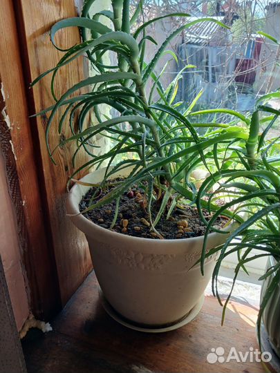 Алоэ столетник растения