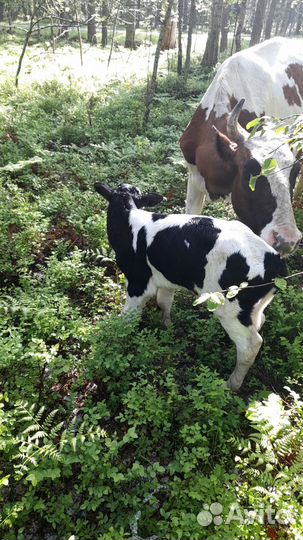 Работа на ферме