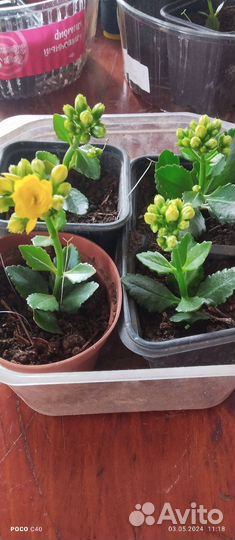 Каланхоэ цветущий, махровые