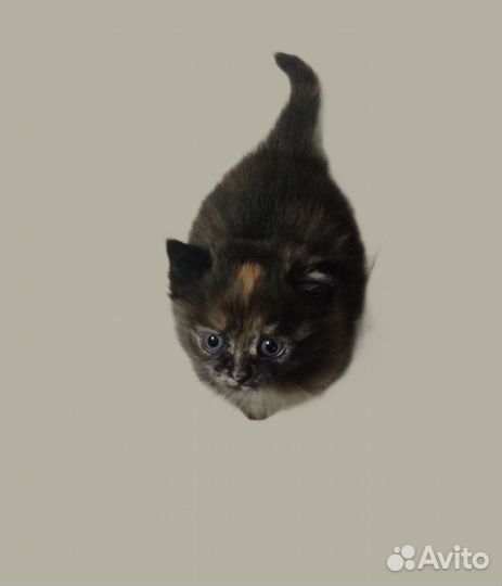 Котёночек девочка ищет семью