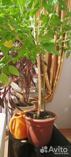 Гибискус китайская роза