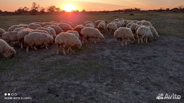 Курдючные бараны овцы