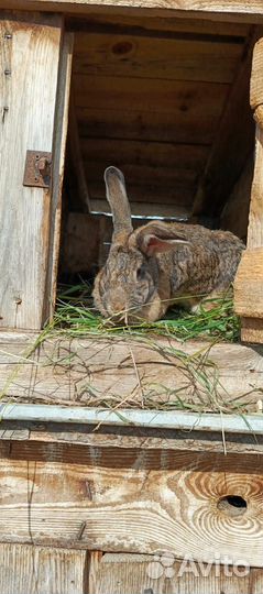 Кролики породы фландр