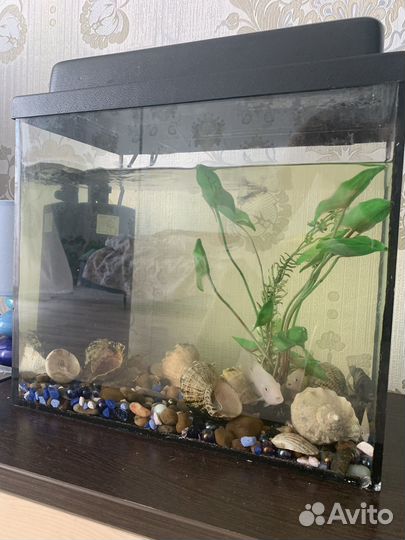 Аквариум