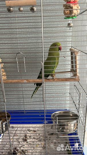 Ожереловый попугай самка