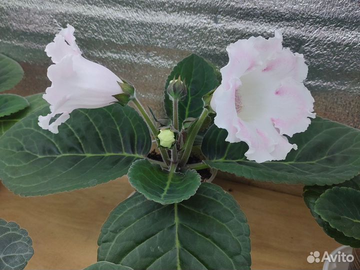 Глоксиния цветущая