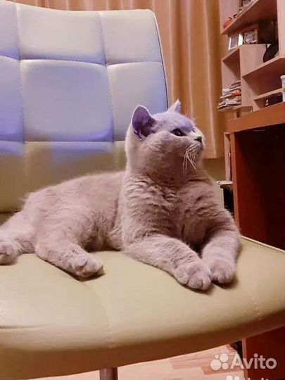 Шотландский кот вязка