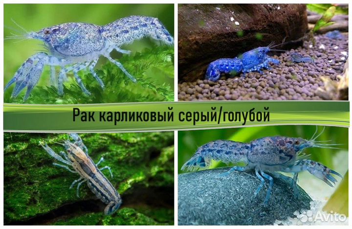 Аквариумные раки в ассортименте