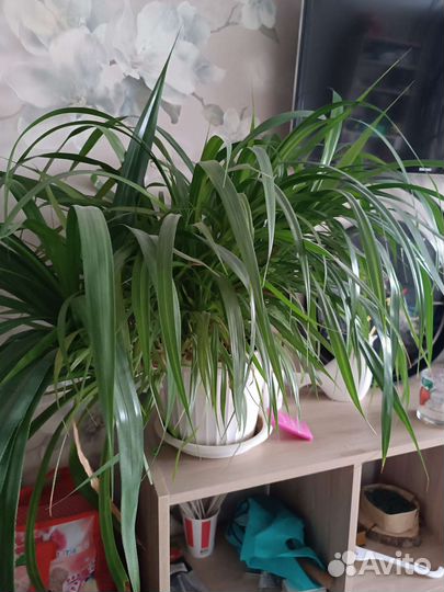 Панданус ростки