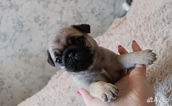Щенки мопса, мопс 3 Девочки
