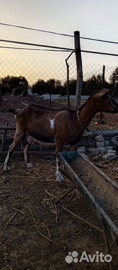 Коза дойная молочная
