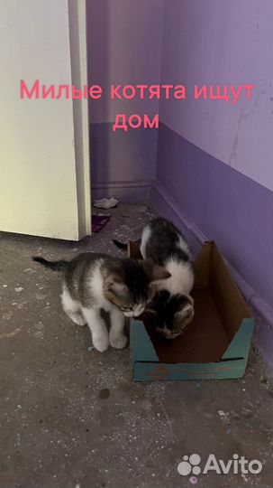 Котята в добрые руки бесплатно