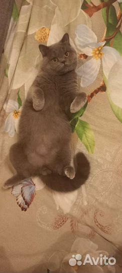 Британский кот