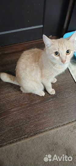 Котята отдам в добрые руки бесплатно