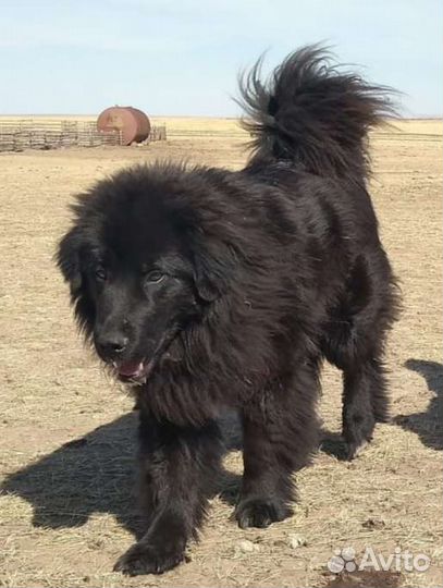 Щенки породы Монгол Банхар