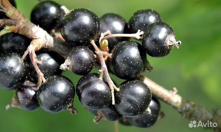 Саженцы смородина черная Ядрёная