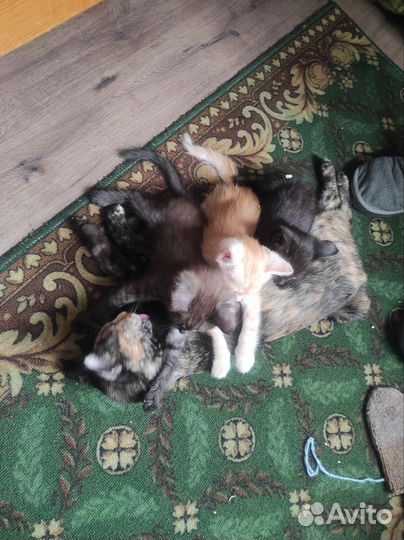 Котята в добрые руки