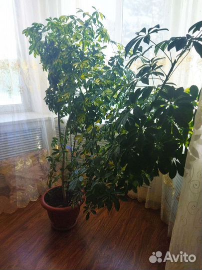 Комнатные цветы шефлера