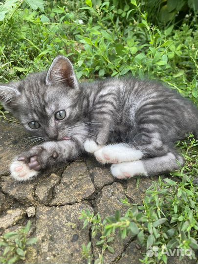 Отдам котят в добрые руки