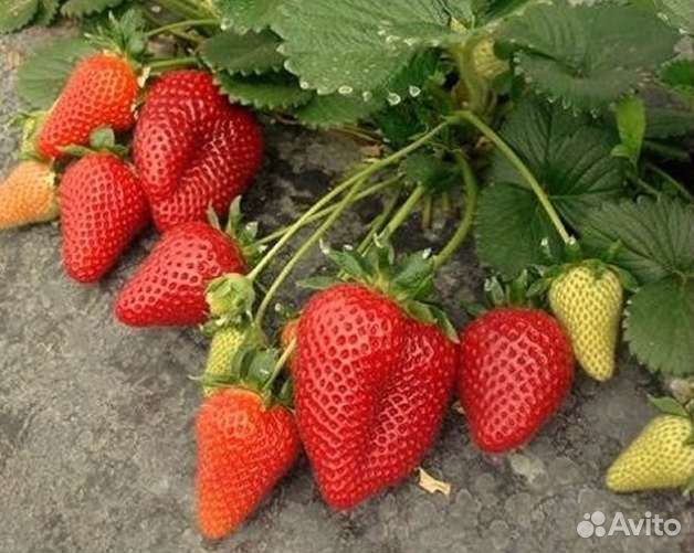 Рассада клубники Мальга