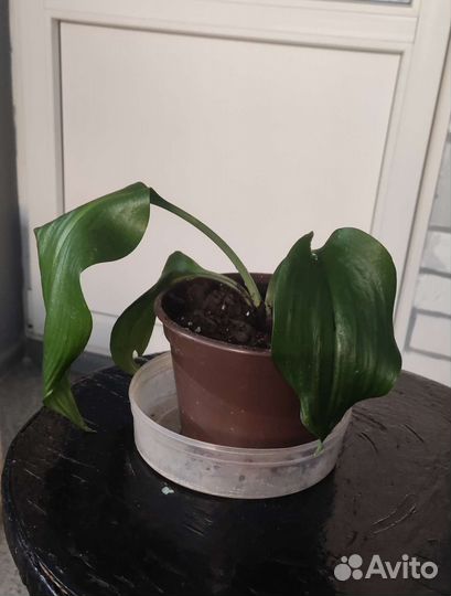 Эухарис или лилия