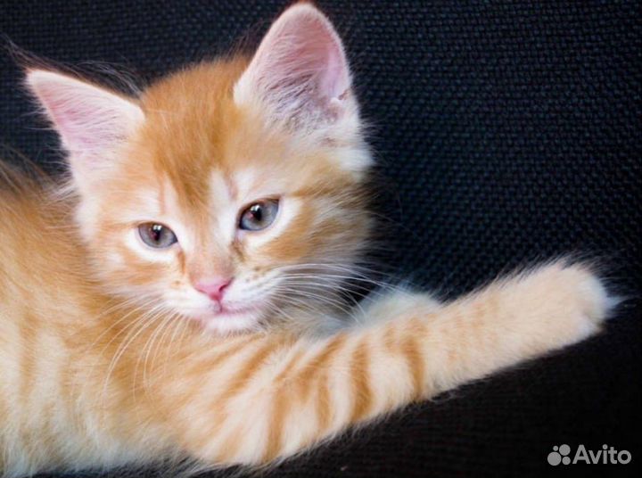 Солнечные котята