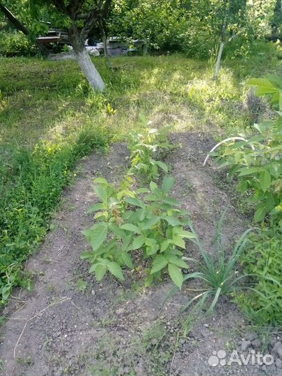 Грецкий орех