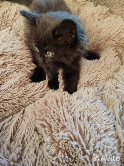 Котята в добрые руки бесплатно