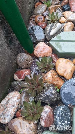 Каменная роза (Молодило)