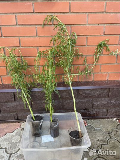 Эстрагон тархун