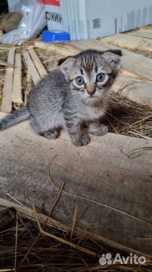 Вислоухие котята в добрые руки
