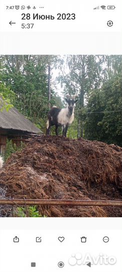 Навоз перегной бесплатно