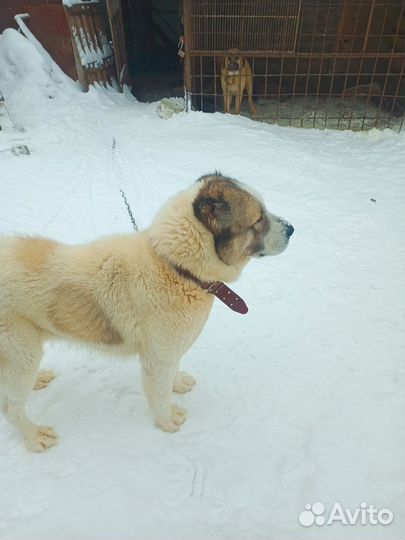 Животные собаки