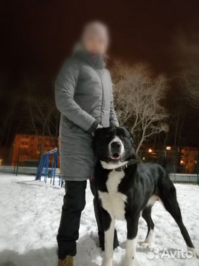 Вязка сао