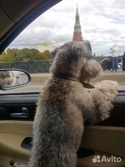 Цвергшнауцер вязка. Мальчик 5,5 года очень умный