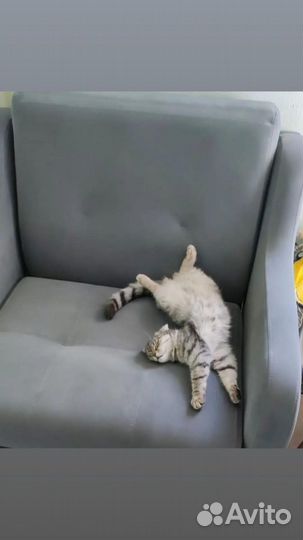 Шотландская