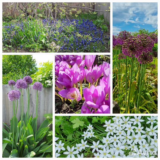 Растения для сада (луковичные)