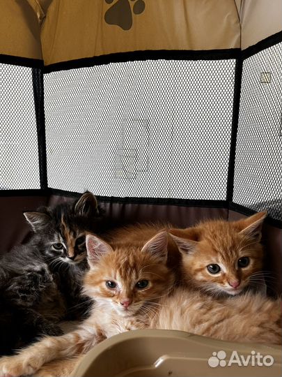 Котята в добрые руки