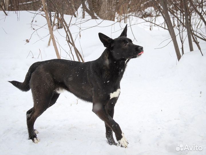 Отдам в добрые руки