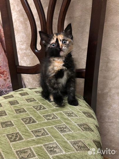 Котенок Бесплатно