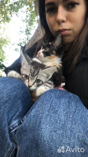 Котята в добрые руки даром