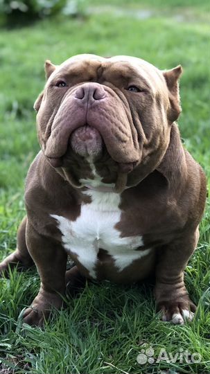 Американский булли вязка