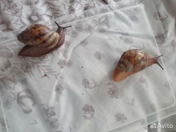 Улитки архахатины