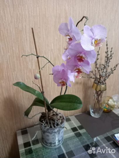 Орхидея
