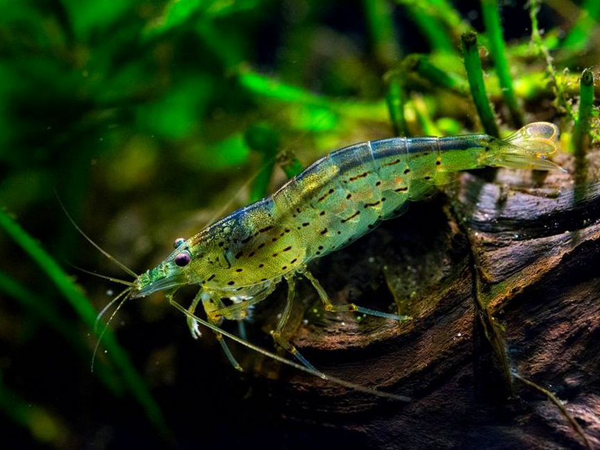 Креветка Амано (Caridina multidentata)